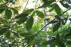 Myristica fatua var. magnifica